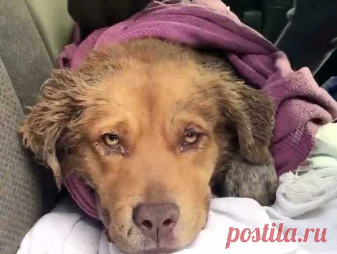 Бедный золотистый ретривер спрятался от разъяренных собратьев и ждал помощи… 
Иногда животные страдают не только от людей, но и от своих собратьев! Этот золотистый ретривер подвергся жестокому нападению своры разъяренных собак.

Он защищался как мог, но они были сильнее его. Т…