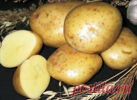 Картофель ЛОРХ (СЭ) 2 кг.