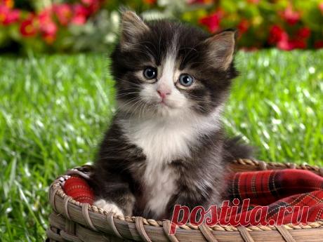 Цвет кошки - народные поверья