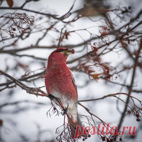 35PHOTO - Муравская Евгения (соня орешковая) - &quot;пернатая&quot; зима. Щур.
