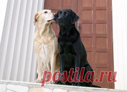 Когда начинается течка у собак и сколько дней длится? Какие симптомы и признаки течки?