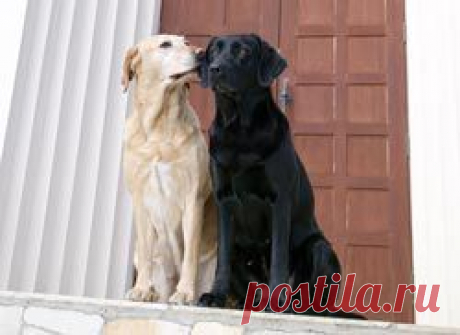 Когда начинается течка у собак и сколько дней длится? Какие симптомы и признаки течки?