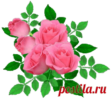 PNG.Розы.