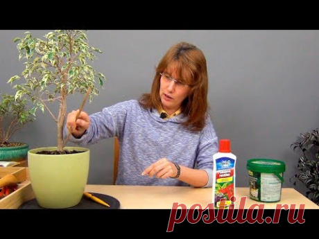 Как и чем удобрять фикусы Бенджамина.