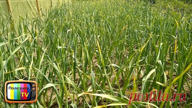 СРОЧНО СДЕЛАЙТЕ ЭТО С ЧЕСНОКОМ И ЕГО ГОЛОВКИ БУДУТ РАЗМЕРОМ С ЯБЛОКО