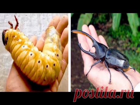 Насекомые у которых две разных жизни. Кто это?