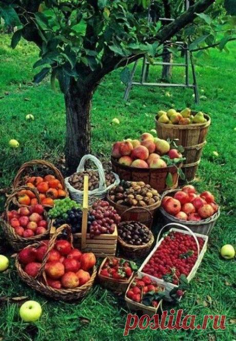 27 хитростей для садоводов и огородников | Golbis