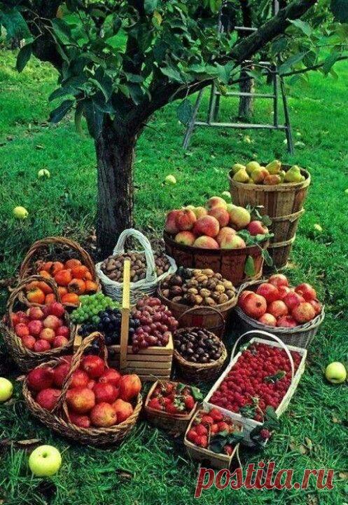 27 хитростей для садоводов и огородников | Golbis