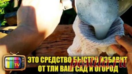 ЭТО СРЕДСТВО БЫСТРО ИЗБАВИТ ОТ ТЛИ ВАШ САД И ОГОРОД
