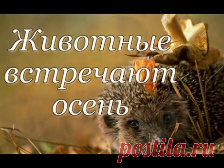 Животные встречают осень - YouTube
