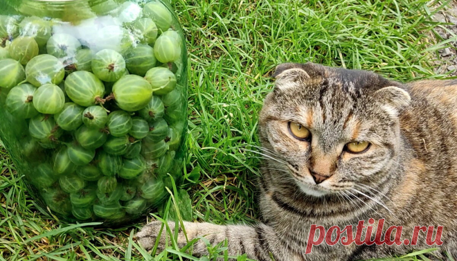 РЕЦЕПТ СТАРИННОЙ НАЛИВКИ 
