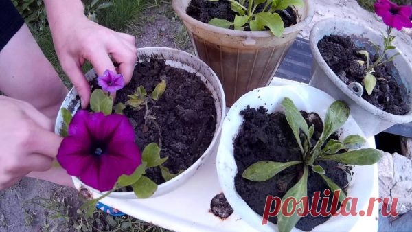 Петуния посадка и уход. Что Необходимо Сделать для Пышного Цветения.