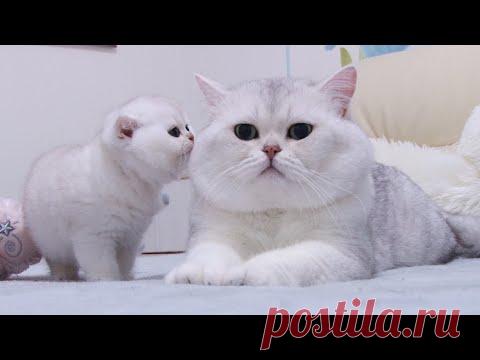 Британские котята впервые встречают Большого серебристого кота | Серебристая шиншилла - 1 месяц