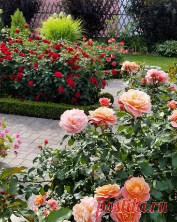 Розы в саду