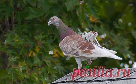 Птицы, как источник электроэнергии 

Движение птичьих крыльев или погружение рыбы на глубину — естественные природные процессы. Но в их элегантной простоте доцент кафедры машиностроения Университета Северной Аризоны Майкл Шафер (Michael Shafer) видит решение сложных задач слияния технологий в биологических системах.