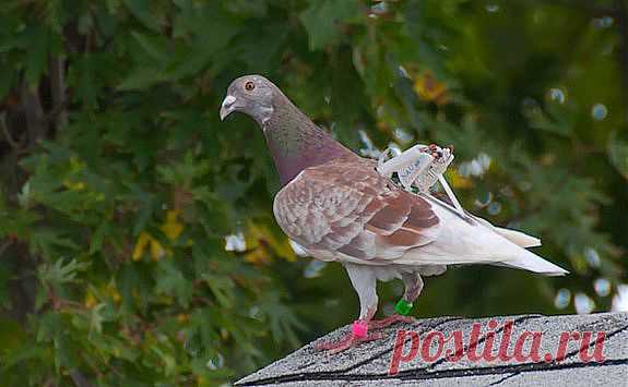 Птицы, как источник электроэнергии 

Движение птичьих крыльев или погружение рыбы на глубину — естественные природные процессы. Но в их элегантной простоте доцент кафедры машиностроения Университета Северной Аризоны Майкл Шафер (Michael Shafer) видит решение сложных задач слияния технологий в биологических системах.