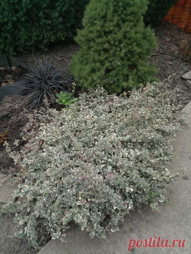 Бересклет Форчуна «Эмеральд Гаити» (Euonymus fortunei «Emerald Gaiety»)