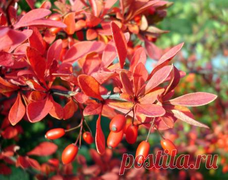 Фавориты осеннего сада — декоративные кустарники | Дачный участок