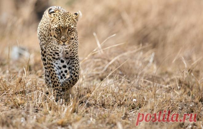 Обои кошка, хищник, леопард, саванна, африка картинки на рабочий стол, раздел кошки - скачать