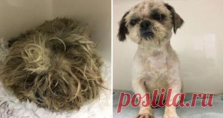 Лохматый комок, бродивший по улице, оказался щенком ши-тцу (4 фото) | Чёрт побери В спутанном комке шерсти, передвигающемся по улицам английского города Бери, не сразу можно было признать породистого щенка. Знакомьтесь - Рози. Вероятно, она потерялась, или хозяева оставили ее на произвол судьбы, но все же, мир не без добрых людей! Блуждающий в парке комок шерсти заметил прохожий, который затем доставил его в ветеринарную клинику. Из-за длинной спутанной шерсти, сначала вра...