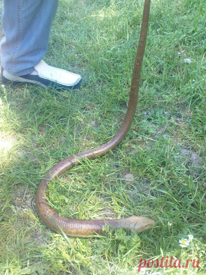 Змеюка...не ядовитая