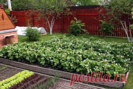 ВЕСЕННЯЯ ПОДКОРМКА ЗЕМЛЯНИКИ (КЛУБНИКИ)
На 10 л воды - 3 г марганцовки, 0,5 ч.л. борной кислоты, 1ст.л. мочевины, 0,5 стакана золы. Всё хорошенько перемешать. На большой куст - 1л.