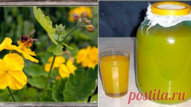 Квас Болотова на чистотеле - Журнал для женщин Рецепт приготовления кваса (фермента) на чистотеле: Квас (фермент) по Болотову обладает эффектом регенерации ЖКТ с восстановлением здоровой микрофлоры! Рецепт приготовления кваса (фермента) на чистотеле: Питательная среда: 3 литра молочной сыворотки или кипяченой охлажденной воды, 1 стакан сахара. Закваска: 1 столовая ложка сметаны (домашней, иначе может не получиться!). Наполнитель: 1 стакан свежей или сухой нарезанной травы […]