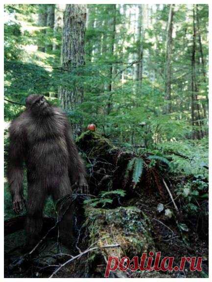 Sasquatch Art
(Изображение JPEG, 433 × 576 пикселов)