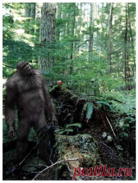 Sasquatch Art
(Изображение JPEG, 433 × 576 пикселов)
