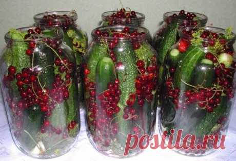 маринованные огурцы в банке с красной смородиной