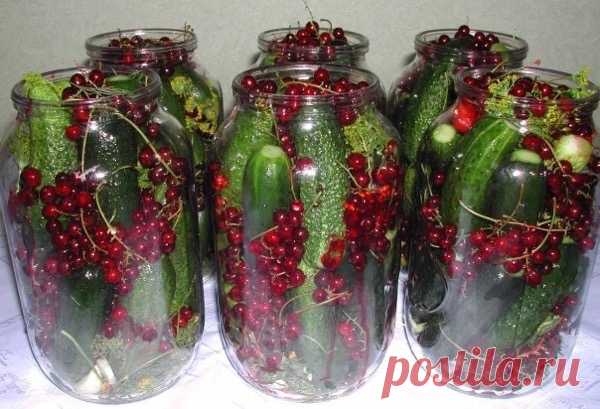 маринованные огурцы в банке с красной смородиной