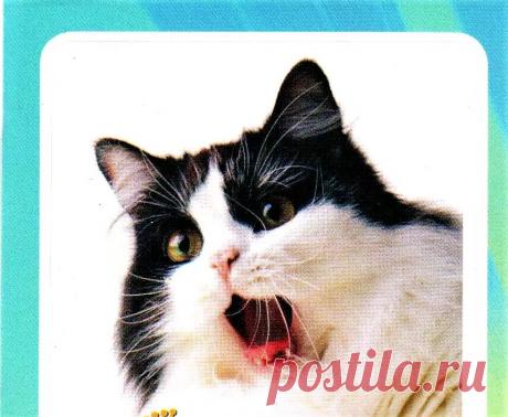 Строение кошки Анатомия Питомцы- Журнал полезных советов