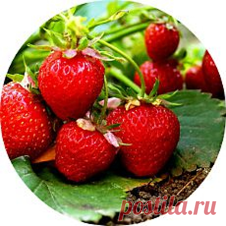 Секреты большого урожая земляники и клубники. Особенности посадки и ухода - barybina.46@mail.ru - Почта Mail.Ru