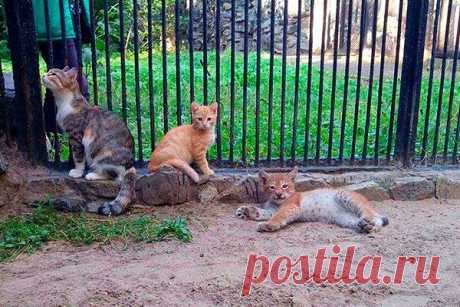 В зоопарке Новосибирска кошка выкормила детёныша рыси 

Мать отказалась от новорожденного рысенка в Новосибирском зоопарке. Малышка, которую назвали Ника, родилась слабой, и мать не стала тратить силы на ее кормление. 
«У одной из сотрудниц зоопарка в это же время стала мамой домашняя кошка, и она принесла ее вместе с двумя котятами в зоопарк для выкармливания рысенка. 
Кошка приняла малыша, стала его кормить. Для нее маленькая рысь сразу стала ребенком, которому нужно мамино тепло и молоко.