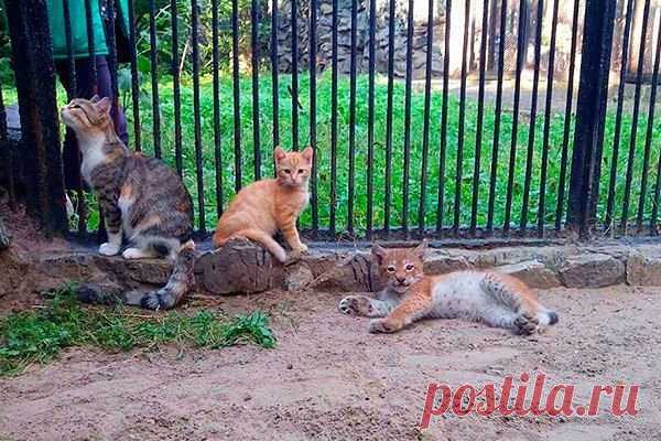 В зоопарке Новосибирска кошка выкормила детёныша рыси 

Мать отказалась от новорожденного рысенка в Новосибирском зоопарке. Малышка, которую назвали Ника, родилась слабой, и мать не стала тратить силы на ее кормление. 
«У одной из сотрудниц зоопарка в это же время стала мамой домашняя кошка, и она принесла ее вместе с двумя котятами в зоопарк для выкармливания рысенка. 
Кошка приняла малыша, стала его кормить. Для нее маленькая рысь сразу стала ребенком, которому нужно мамино тепло и молоко.