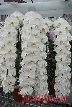 (40) Одноклассники