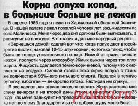 Лопух — медвежья сила русского женьшеня