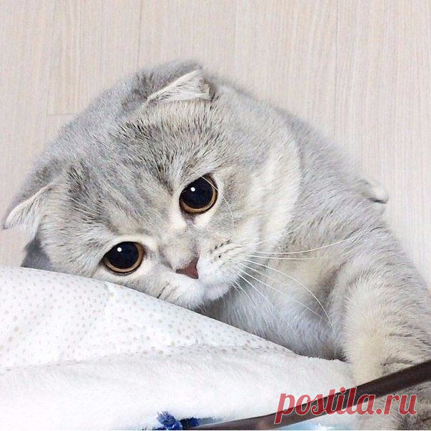 Милаш))* / Без кота и жизнь не та ツ
