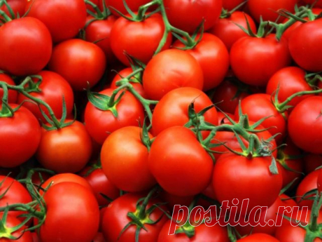 Чтобы помидоры были вкусными - Садоводка