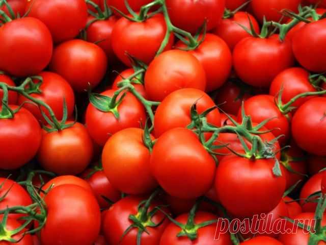 Чтобы помидоры были вкусными - Садоводка