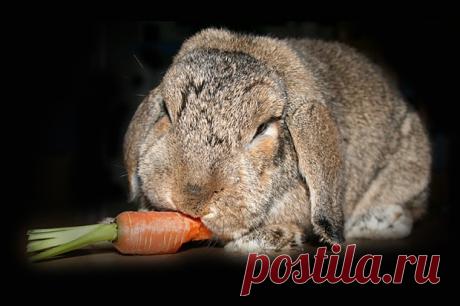 Почему крольчиха ест, убивает и бросает своих крольчат