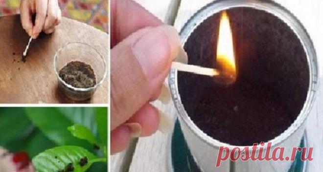 От комаров не было спасения: подруга подсказала, как с помощью кофе избавиться от назойливых насекомых . Милая Я