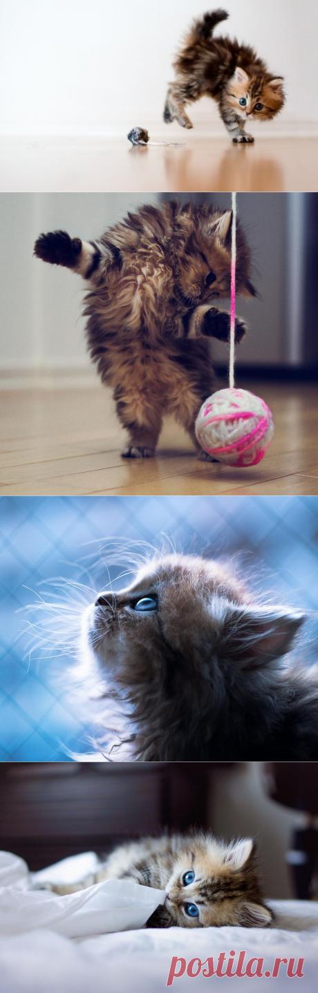 положительных эмоций от такого маленького котенка | Дай лапку