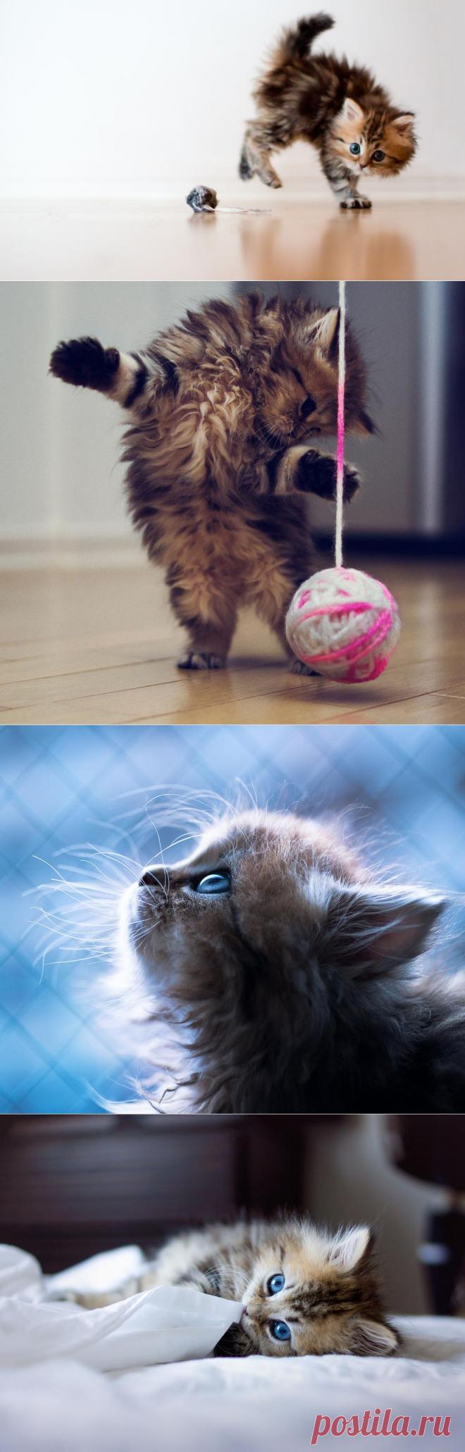 положительных эмоций от такого маленького котенка | Дай лапку