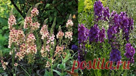 🌼Появился сам по себе на моём участке "лекарь - красавец". Шикарный цветок с некрасивым названием | Дом и сад Мир увлечений с МилойФ | Яндекс Дзен