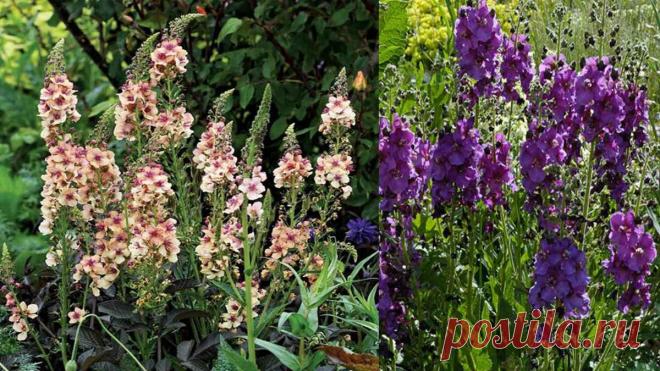 🌼Появился сам по себе на моём участке 