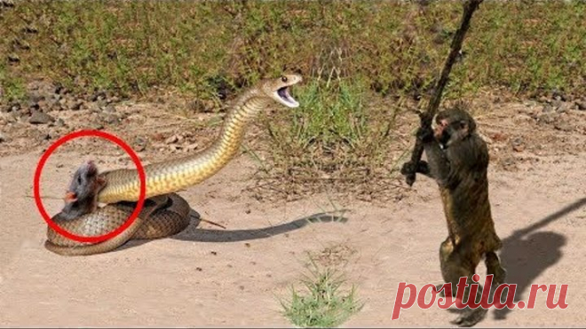 Если бы это не СНЯЛИ НА КАМЕРУ, никто бы не поверил ЖИВОТНЫЕ СПАСАЮТ ДРУГ ДРУГА