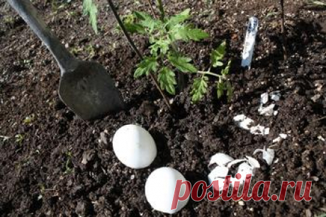 ОГОРОД БЕЗ ХЛОПОТ