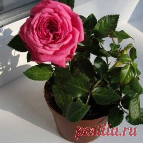 Спасаем замерзшую комнатную розу | Цветы в доме (Усадьба)