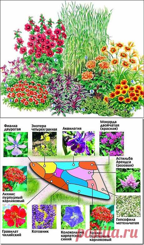Красивые клумбы из многолетних цветов ..